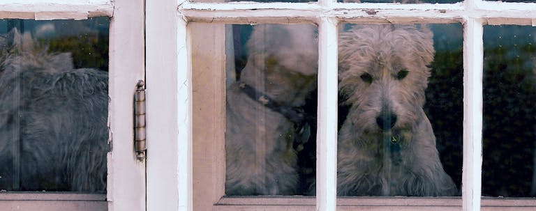How to Train Your Older Dog to Stay Inside How to Train Your Older Dog to Stay Inside